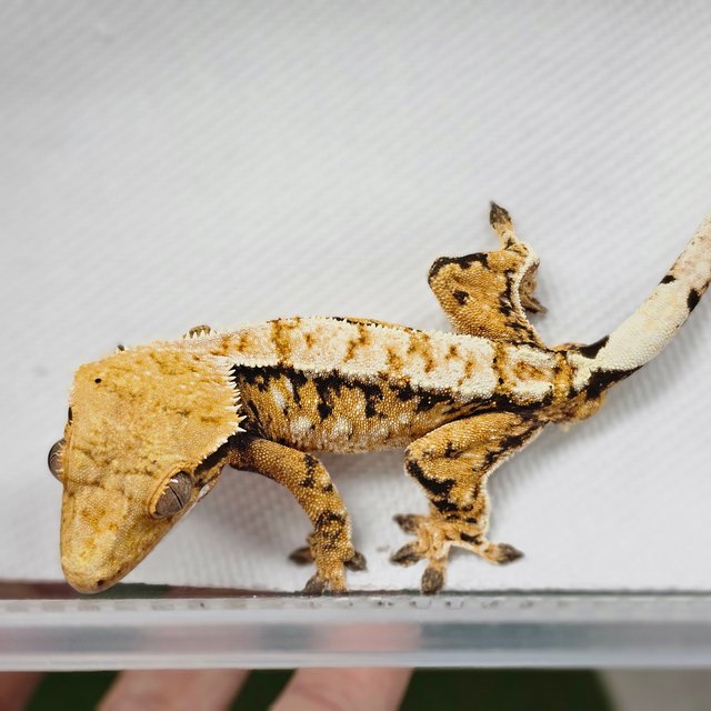 노멀 트라이 익스트림할리퀸 화이트스팟 드리피