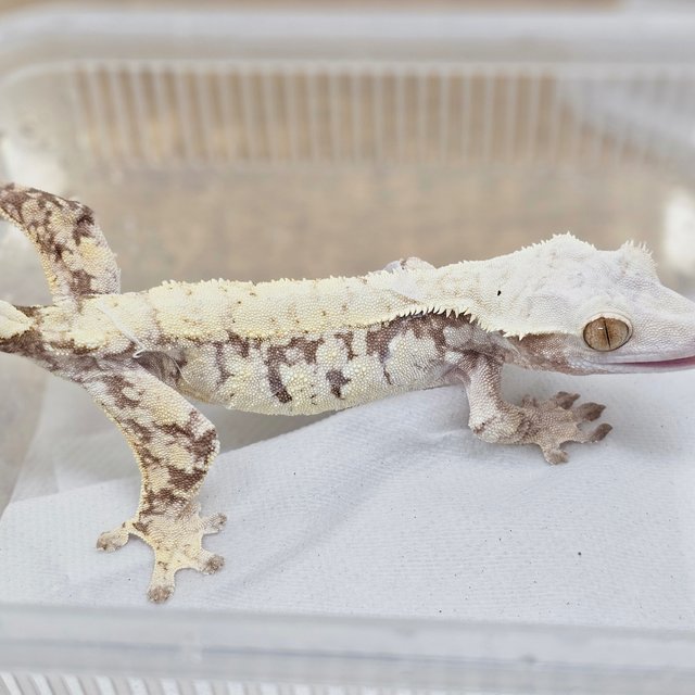 Normal Tri Extreme Harlequin White Spot