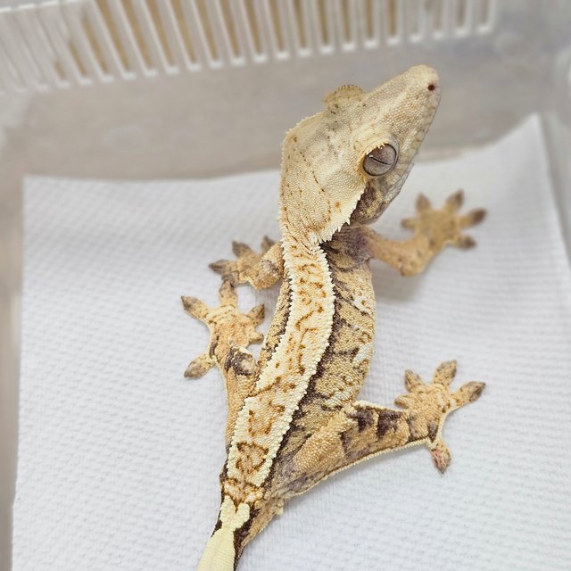 Normal Tri Extreme Harlequin