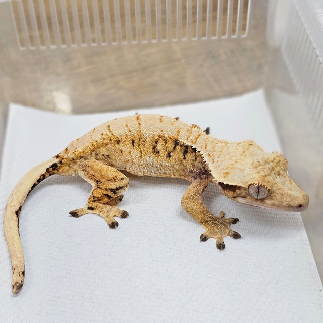 Normal Tri Extreme Harlequin