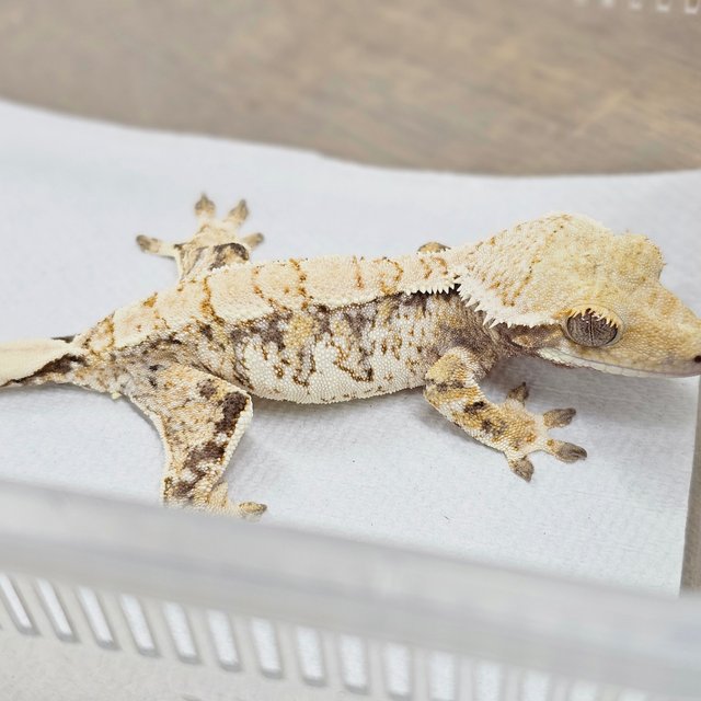 Normal Tri Extreme Harlequin