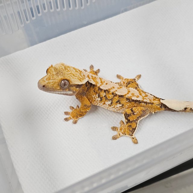 트라이 익스트림할리퀸 드리피 화이트스팟