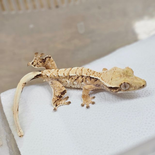 Normal Tri Extreme Harlequin