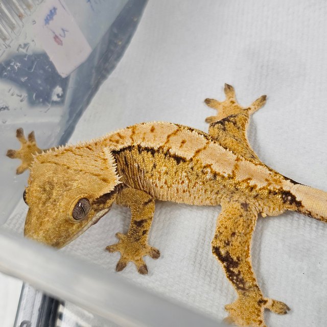 트라이 익스트림할리퀸 화이트스팟