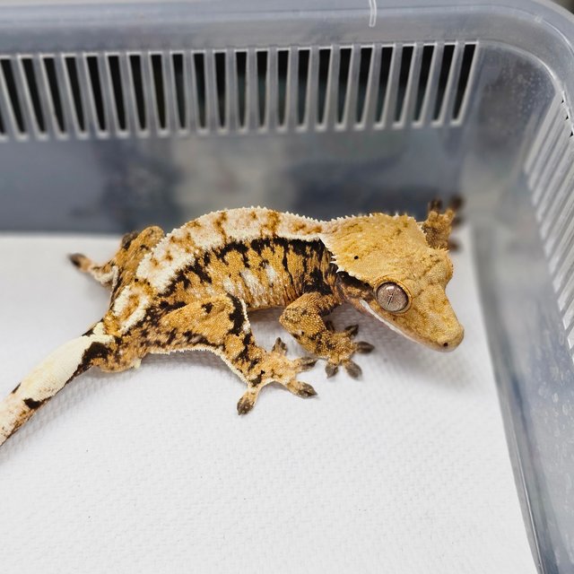 노멀 트라이 익스트림할리퀸 화이트스팟 드리피