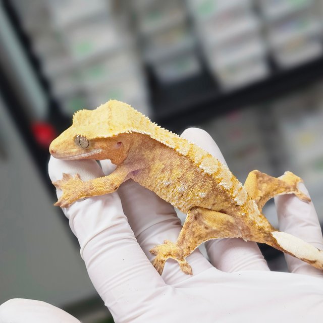 Normal Tri Extreme Harlequin White Spot Red