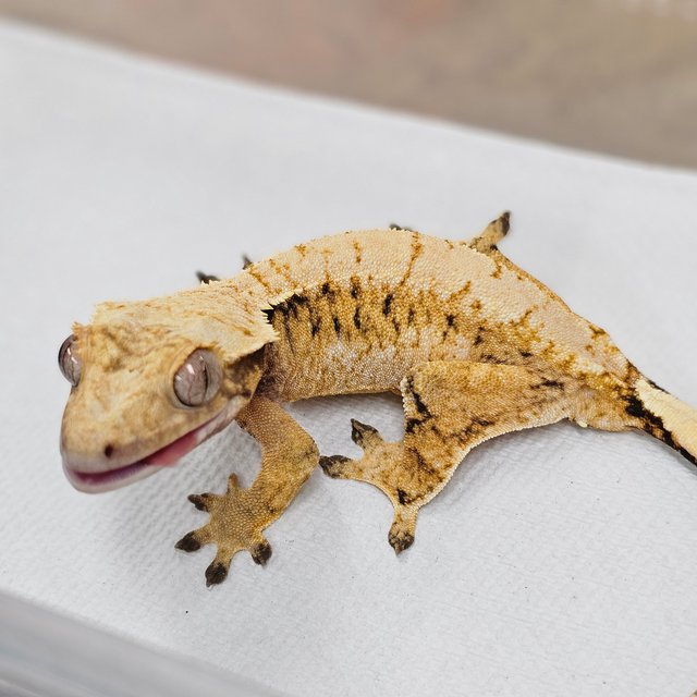 Normal Tri Extreme Harlequin