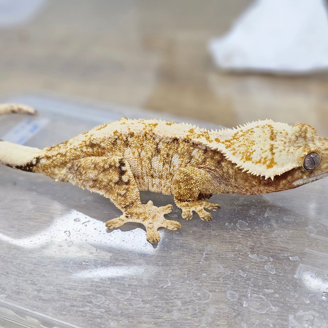 Tri Extreme Harlequin Drippy White Spot