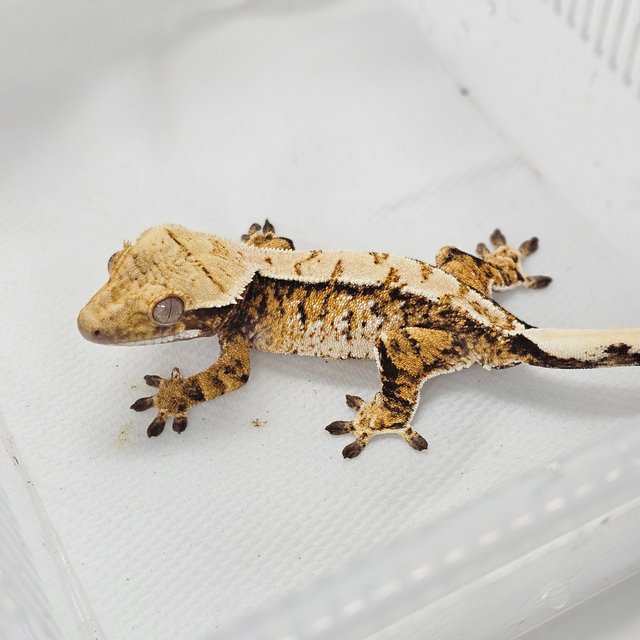 트라이 익스트림할리퀸 화이트스팟