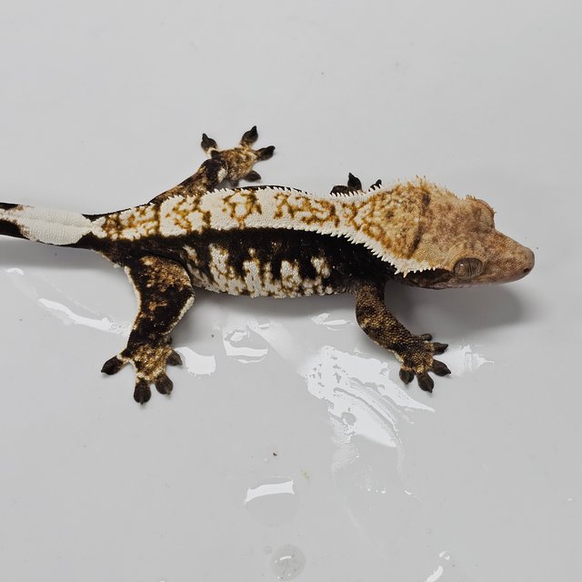 트라이 익스트림할리퀸