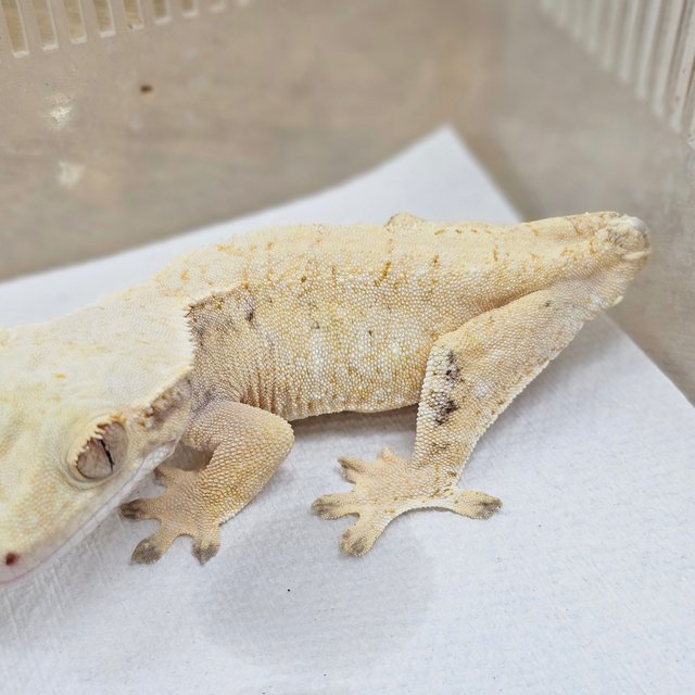 Tri Extreme Harlequin White Spot Drippy
