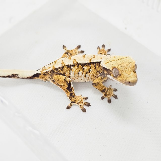 트라이 익스트림할리퀸 화이트스팟