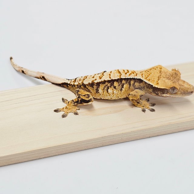 Normal Tri Extreme Harlequin White Spot