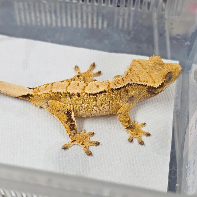 트라이 익스트림할리퀸 화이트스팟