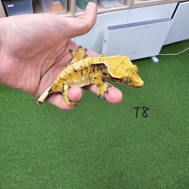 Normal Tri Extreme Harlequin