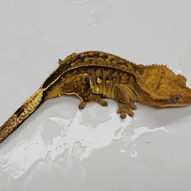 팬텀 블랙 챠콜