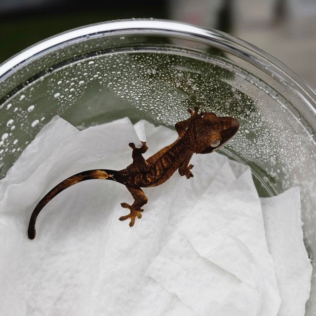 노멀 블랙 챠콜