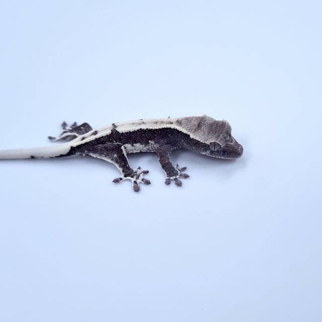 릴잔틱