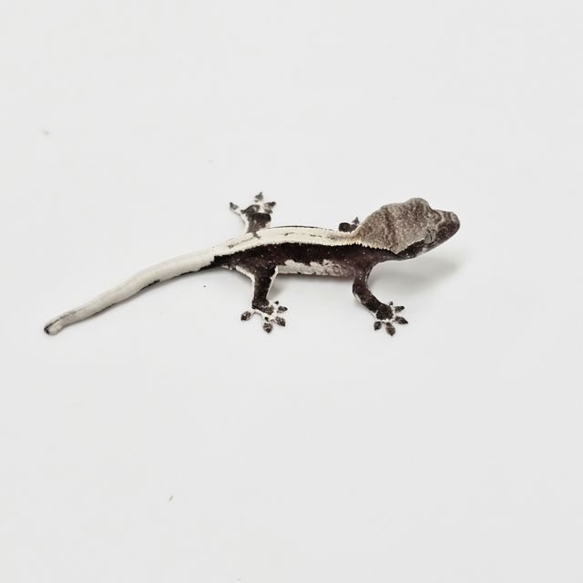 릴잔틱