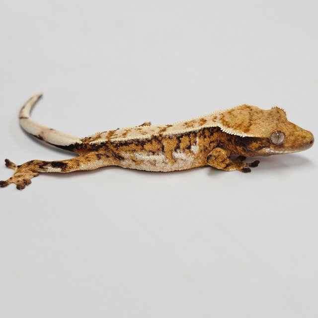 Tri Extreme Harlequin Drippy White Pin Tangerine Quad