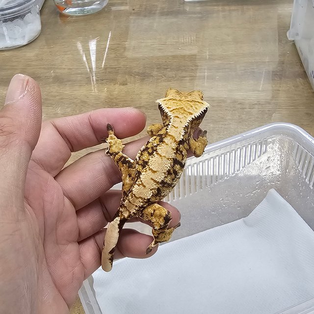 Normal Tri Extreme Harlequin