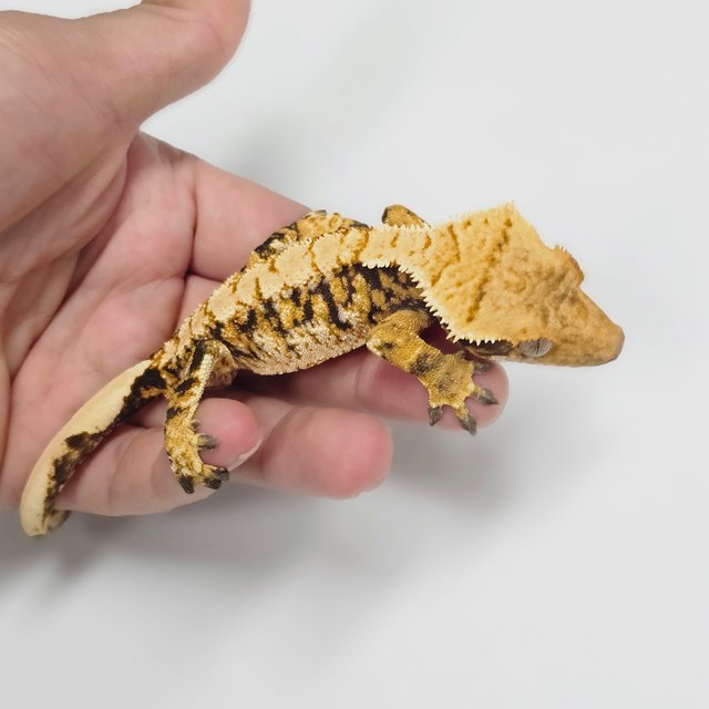 노멀 트라이 익스트림할리퀸