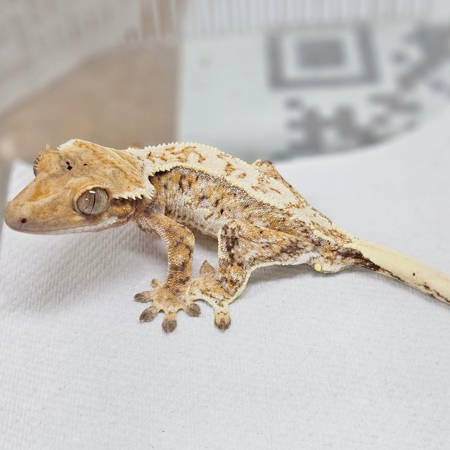 Normal Tri Extreme Harlequin White Spot Drippy