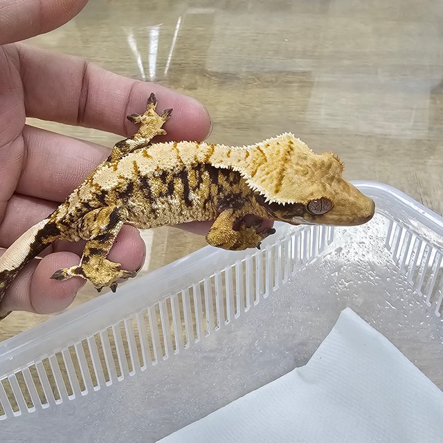 Normal Tri Extreme Harlequin