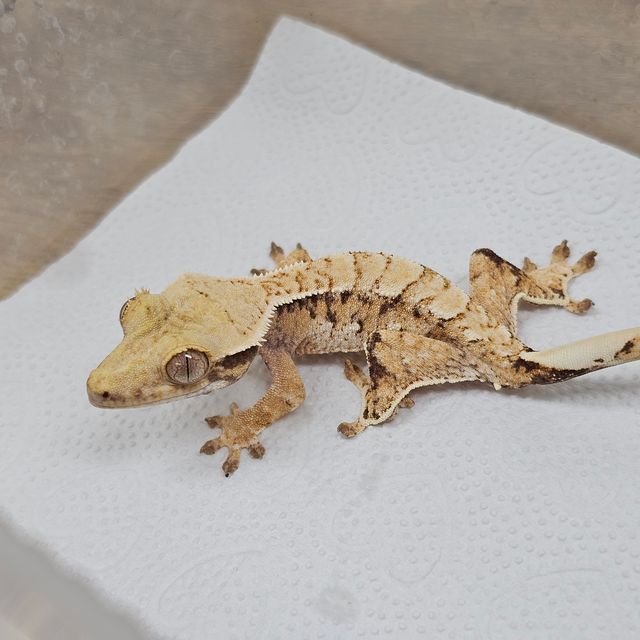 Normal Tri Extreme Harlequin