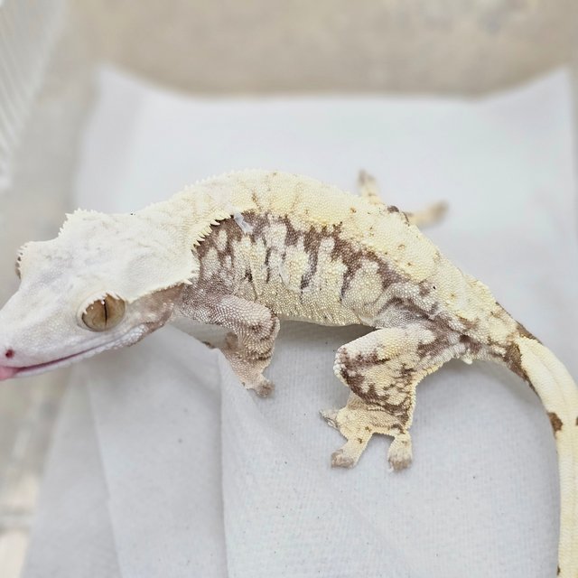 Normal Tri Extreme Harlequin White Spot