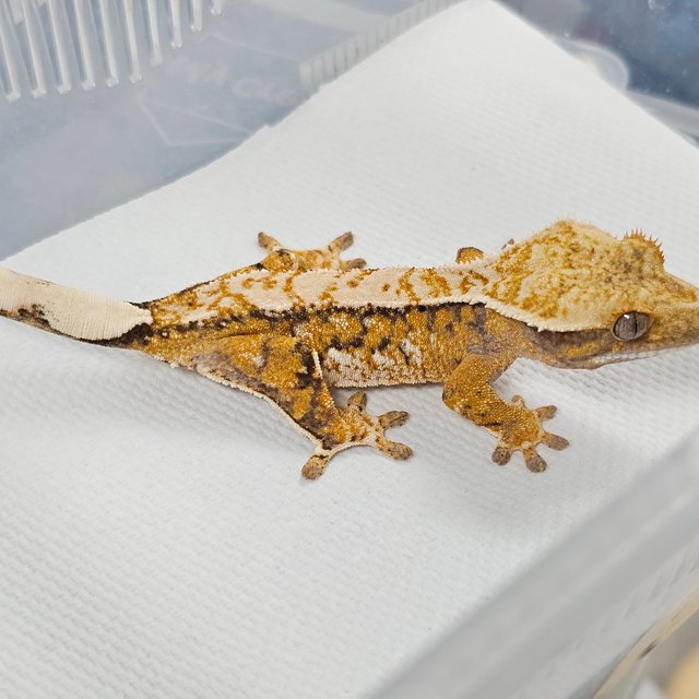 트라이 익스트림할리퀸 드리피 화이트스팟