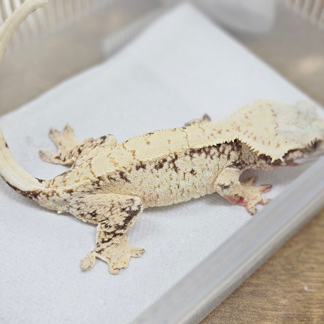 Normal Tri Extreme Harlequin White Spot
