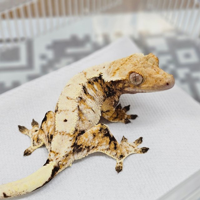 Normal Tri Extreme Harlequin Drippy White Spot