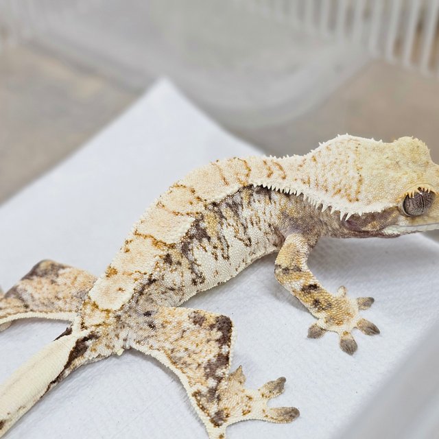 Normal Tri Extreme Harlequin
