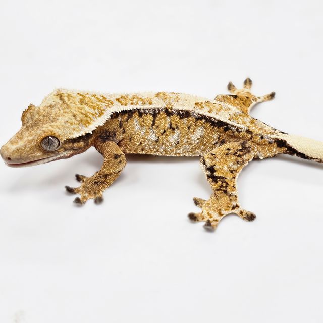 Extreme Harlequin White Spot Tri