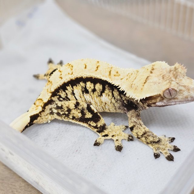 Normal Tri Extreme Harlequin