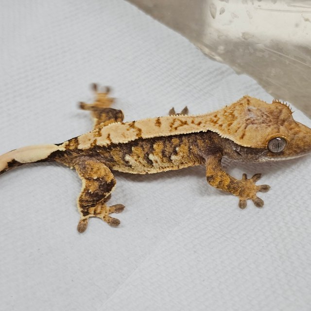 Normal Tri Extreme Harlequin White Spot Drippy