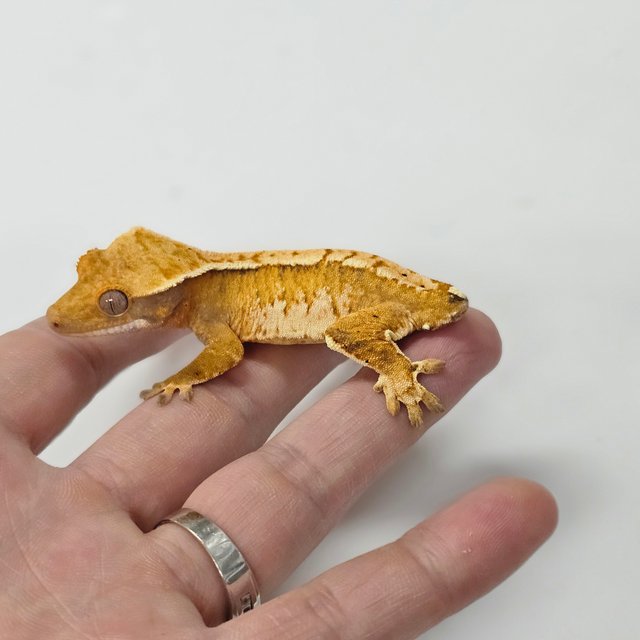 트라이 익스트림할리퀸