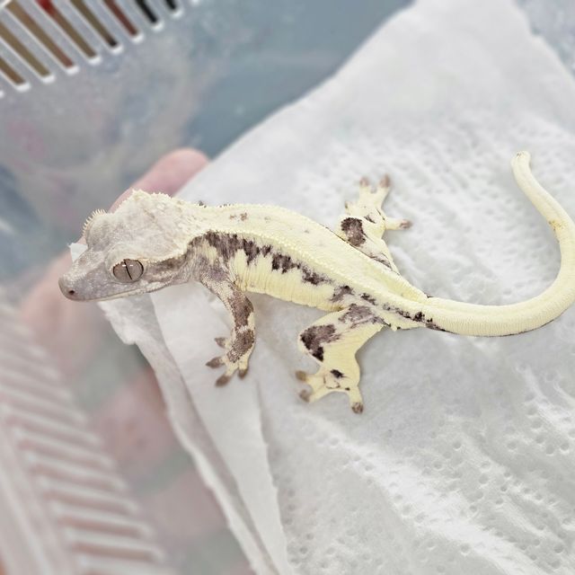 프라푸치노