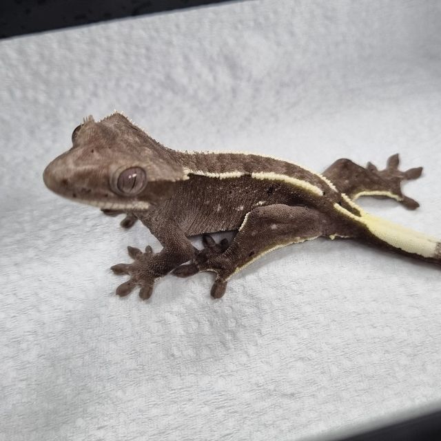 아잔틱