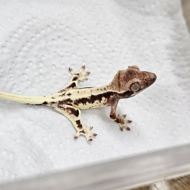 프라푸치노