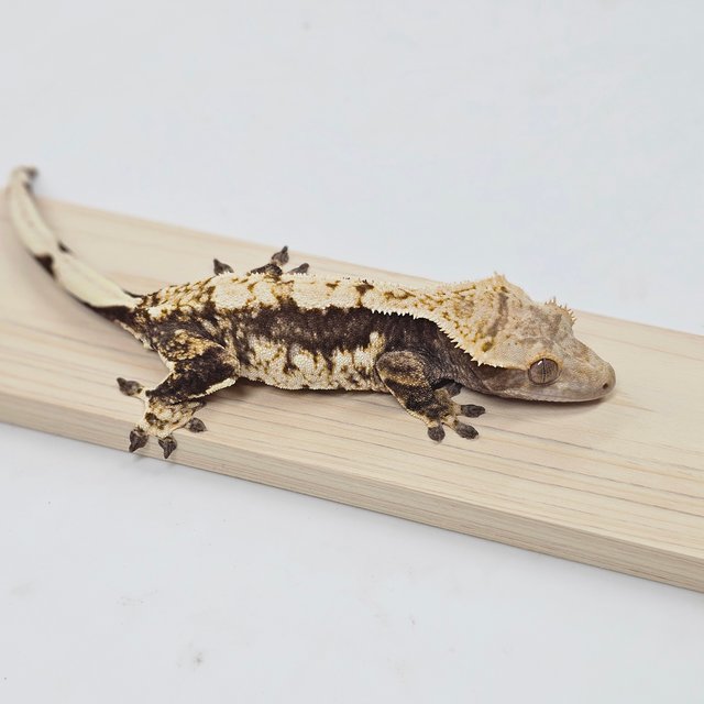 노멀 트라이 익스트림할리퀸 화이트스팟