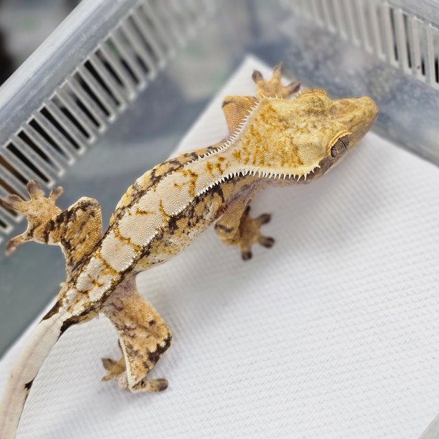 트라이 익스트림할리퀸 화이트스팟 드리피