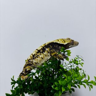 노멀 할리퀸 익스트림할리퀸