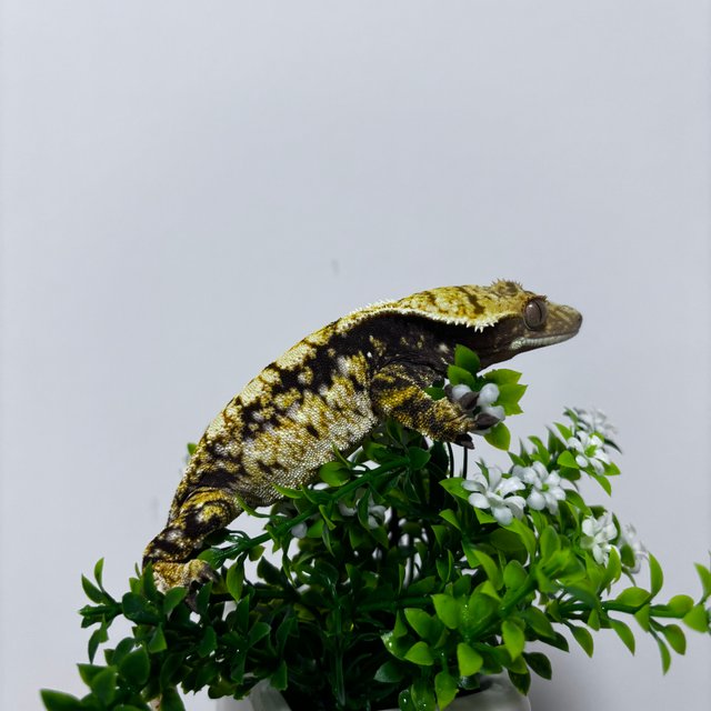 노멀 할리퀸 익스트림할리퀸