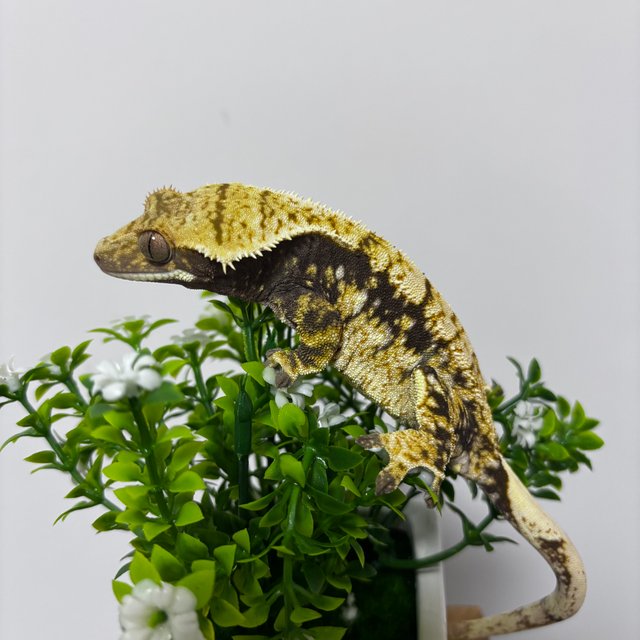 노멀 할리퀸 익스트림할리퀸