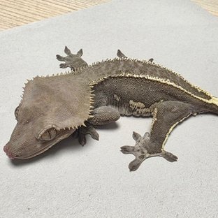 아잔틱 핀스트라이프 (모)