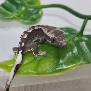 아잔틱 화이트포트홀 블랙