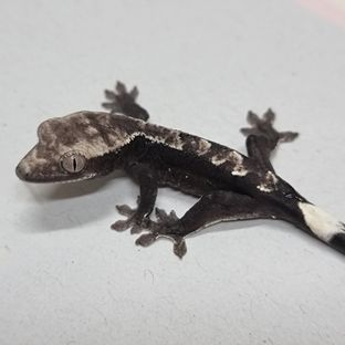아잔틱