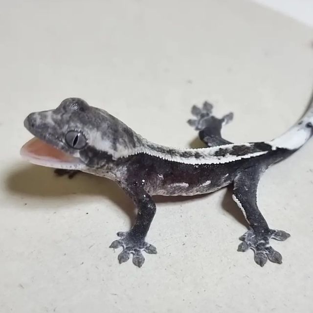 아잔틱